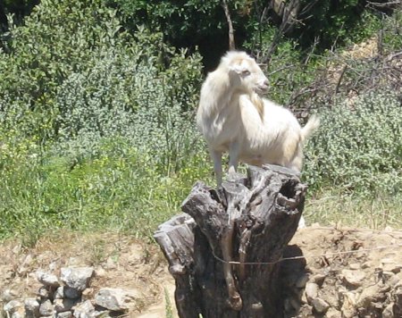 Polyrhinia goat